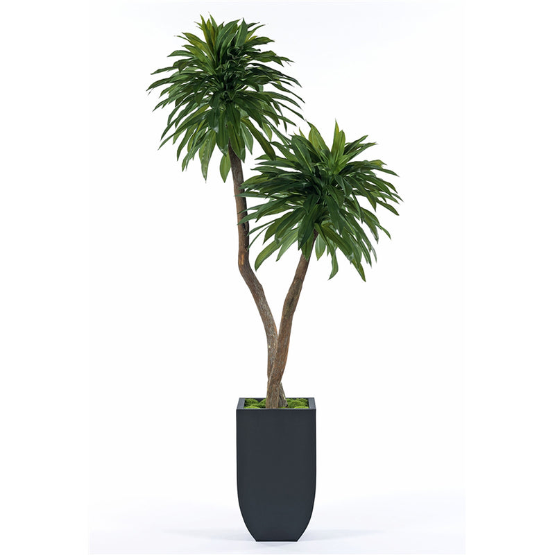 T107A7-71LB-MM Modern Dracena Double Topiary in 71LB