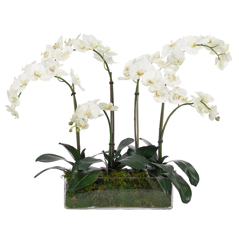 WF1572MG Orchid Phalaenopsis White - Nabco Furniture Center
